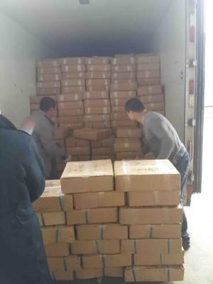 吳中區(qū)搬運(yùn)裝卸服務(wù)優(yōu)選指南 專業(yè)、高效、一呼百應(yīng)